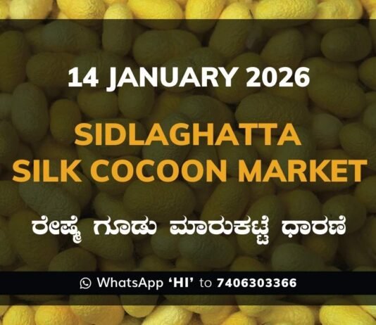 Sidlaghatta Silk Cocoon Market Price Rate ಶಿಡ್ಲಘಟ್ಟ ರೇಷ್ಮೆ ಗೂಡು ಮಾರುಕಟ್ಟೆ ಧಾರಣೆ