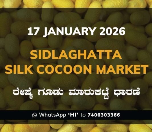 Sidlaghatta Silk Cocoon Market Price Rate ಶಿಡ್ಲಘಟ್ಟ ರೇಷ್ಮೆ ಗೂಡು ಮಾರುಕಟ್ಟೆ ಧಾರಣೆ