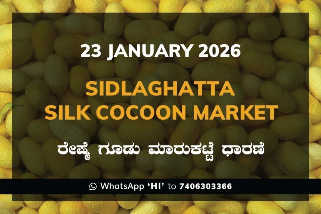 Sidlaghatta Silk Cocoon Market Price Rate ಶಿಡ್ಲಘಟ್ಟ ರೇಷ್ಮೆ ಗೂಡು ಮಾರುಕಟ್ಟೆ ಧಾರಣೆ
