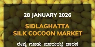 Sidlaghatta Silk Cocoon Market-28/01/2026 Sidlaghatta Silk Cocoon Market Price Rate ಶಿಡ್ಲಘಟ್ಟ ರೇಷ್ಮೆ ಗೂಡು ಮಾರುಕಟ್ಟೆ ಧಾರಣೆ