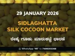 Sidlaghatta Silk Cocoon Market Price Rate ಶಿಡ್ಲಘಟ್ಟ ರೇಷ್ಮೆ ಗೂಡು ಮಾರುಕಟ್ಟೆ ಧಾರಣೆ