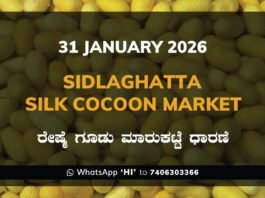 Sidlaghatta Silk Cocoon Market Price Rate ಶಿಡ್ಲಘಟ್ಟ ರೇಷ್ಮೆ ಗೂಡು ಮಾರುಕಟ್ಟೆ ಧಾರಣೆ