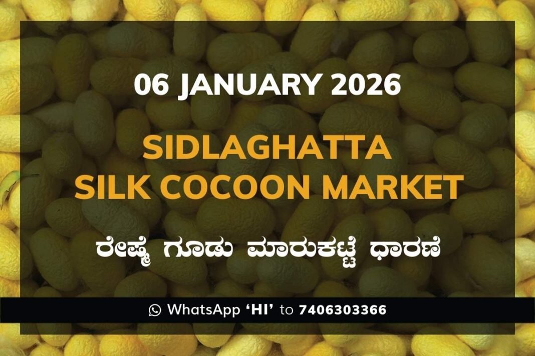 Sidlaghatta Silk Cocoon Market Price Rate ಶಿಡ್ಲಘಟ್ಟ ರೇಷ್ಮೆ ಗೂಡು ಮಾರುಕಟ್ಟೆ ಧಾರಣೆ