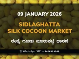 Sidlaghatta Silk Cocoon Market Price Rate ಶಿಡ್ಲಘಟ್ಟ ರೇಷ್ಮೆ ಗೂಡು ಮಾರುಕಟ್ಟೆ ಧಾರಣೆ
