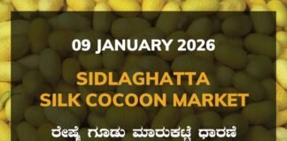 Sidlaghatta Silk Cocoon Market-09/01/2026 Sidlaghatta Silk Cocoon Market Price Rate ಶಿಡ್ಲಘಟ್ಟ ರೇಷ್ಮೆ ಗೂಡು ಮಾರುಕಟ್ಟೆ ಧಾರಣೆ