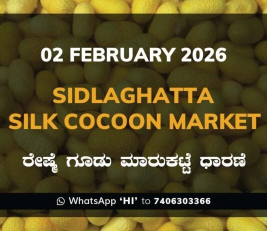 Sidlaghatta Silk Cocoon Market Price Rate ಶಿಡ್ಲಘಟ್ಟ ರೇಷ್ಮೆ ಗೂಡು ಮಾರುಕಟ್ಟೆ ಧಾರಣೆ