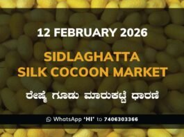 Sidlaghatta Silk Cocoon Market Price Rate ಶಿಡ್ಲಘಟ್ಟ ರೇಷ್ಮೆ ಗೂಡು ಮಾರುಕಟ್ಟೆ ಧಾರಣೆ