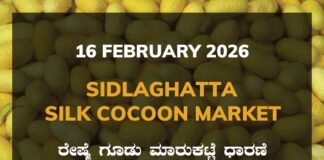 Sidlaghatta Silk Cocoon Market-16/02/2026 Sidlaghatta Silk Cocoon Market Price Rate ಶಿಡ್ಲಘಟ್ಟ ರೇಷ್ಮೆ ಗೂಡು ಮಾರುಕಟ್ಟೆ ಧಾರಣೆ