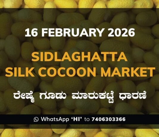 Sidlaghatta Silk Cocoon Market Price Rate ಶಿಡ್ಲಘಟ್ಟ ರೇಷ್ಮೆ ಗೂಡು ಮಾರುಕಟ್ಟೆ ಧಾರಣೆ