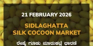Sidlaghatta Silk Cocoon Market-21/02/2026 Sidlaghatta Silk Cocoon Market Price Rate ಶಿಡ್ಲಘಟ್ಟ ರೇಷ್ಮೆ ಗೂಡು ಮಾರುಕಟ್ಟೆ ಧಾರಣೆ