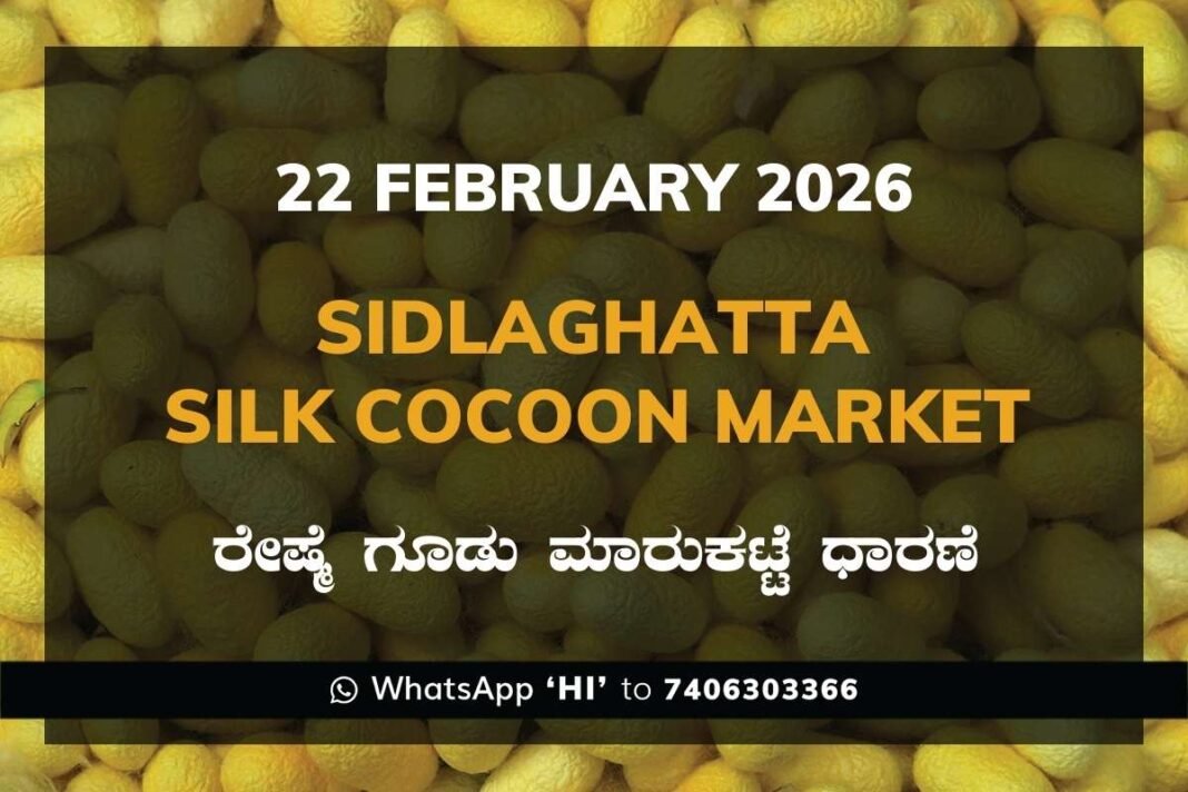 Sidlaghatta Silk Cocoon Market Price Rate ಶಿಡ್ಲಘಟ್ಟ ರೇಷ್ಮೆ ಗೂಡು ಮಾರುಕಟ್ಟೆ ಧಾರಣೆ
