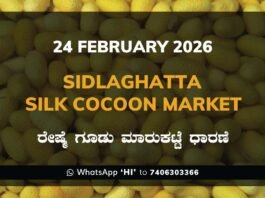 Sidlaghatta Silk Cocoon Market Price Rate ಶಿಡ್ಲಘಟ್ಟ ರೇಷ್ಮೆ ಗೂಡು ಮಾರುಕಟ್ಟೆ ಧಾರಣೆ