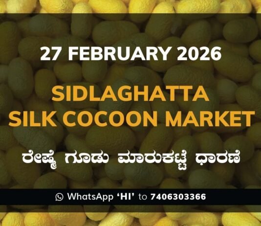 Sidlaghatta Silk Cocoon Market Price Rate ಶಿಡ್ಲಘಟ್ಟ ರೇಷ್ಮೆ ಗೂಡು ಮಾರುಕಟ್ಟೆ ಧಾರಣೆ