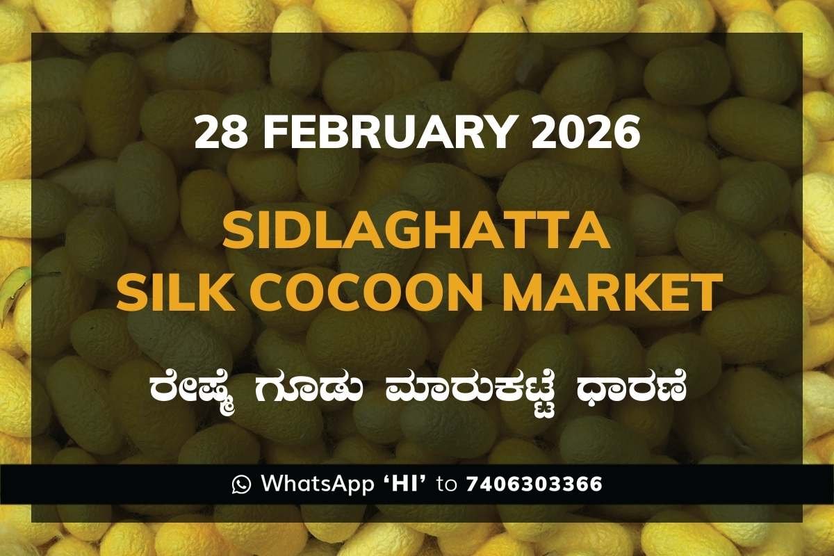 57 Sidlaghatta Silk Cocoon Market Price Rate ಶಿಡ್ಲಘಟ್ಟ ರೇಷ್ಮೆ ಗೂಡು ಮಾರುಕಟ್ಟೆ ಧಾರಣೆ