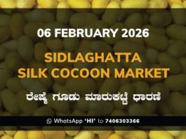 Sidlaghatta Silk Cocoon Market Price Rate ಶಿಡ್ಲಘಟ್ಟ ರೇಷ್ಮೆ ಗೂಡು ಮಾರುಕಟ್ಟೆ ಧಾರಣೆ