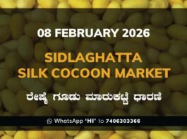 Sidlaghatta Silk Cocoon Market Price Rate ಶಿಡ್ಲಘಟ್ಟ ರೇಷ್ಮೆ ಗೂಡು ಮಾರುಕಟ್ಟೆ ಧಾರಣೆ