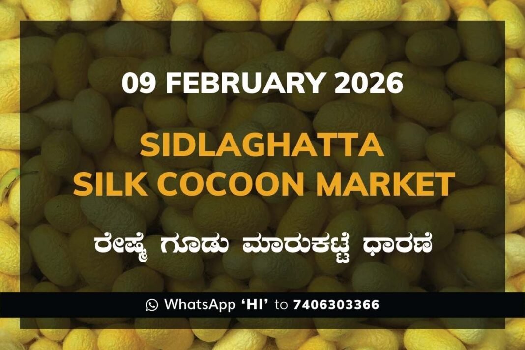 Sidlaghatta Silk Cocoon Market Price Rate ಶಿಡ್ಲಘಟ್ಟ ರೇಷ್ಮೆ ಗೂಡು ಮಾರುಕಟ್ಟೆ ಧಾರಣೆ