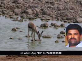 Sidlaghatta Forest Animals Drinking Water