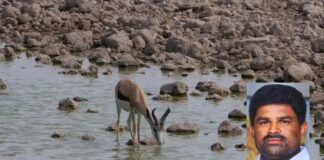 Sidlaghatta Forest Animals Drinking Water