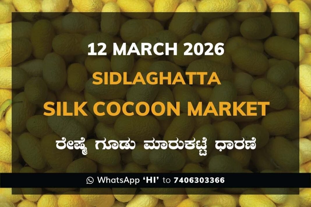 Sidlaghatta Silk Cocoon Market Price Rate ಶಿಡ್ಲಘಟ್ಟ ರೇಷ್ಮೆ ಗೂಡು ಮಾರುಕಟ್ಟೆ ಧಾರಣೆ