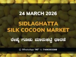 Sidlaghatta Silk Cocoon Market Price Rate ಶಿಡ್ಲಘಟ್ಟ ರೇಷ್ಮೆ ಗೂಡು ಮಾರುಕಟ್ಟೆ ಧಾರಣೆ
