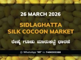 Sidlaghatta Silk Cocoon Market Price Rate ಶಿಡ್ಲಘಟ್ಟ ರೇಷ್ಮೆ ಗೂಡು ಮಾರುಕಟ್ಟೆ ಧಾರಣೆ