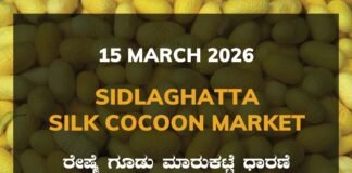 Sidlaghatta Silk Cocoon Market-15/03/2026 Sidlaghatta Silk Cocoon Market Price Rate ಶಿಡ್ಲಘಟ್ಟ ರೇಷ್ಮೆ ಗೂಡು ಮಾರುಕಟ್ಟೆ ಧಾರಣೆ