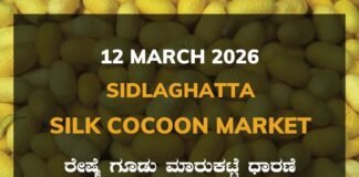 Sidlaghatta Silk Cocoon Market Price Rate ಶಿಡ್ಲಘಟ್ಟ ರೇಷ್ಮೆ ಗೂಡು ಮಾರುಕಟ್ಟೆ ಧಾರಣೆ