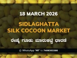 Sidlaghatta Silk Cocoon Market Price Rate ಶಿಡ್ಲಘಟ್ಟ ರೇಷ್ಮೆ ಗೂಡು ಮಾರುಕಟ್ಟೆ ಧಾರಣೆ
