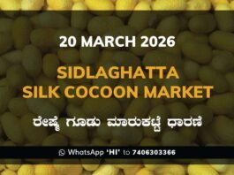 Sidlaghatta Silk Cocoon Market Price Rate ಶಿಡ್ಲಘಟ್ಟ ರೇಷ್ಮೆ ಗೂಡು ಮಾರುಕಟ್ಟೆ ಧಾರಣೆ