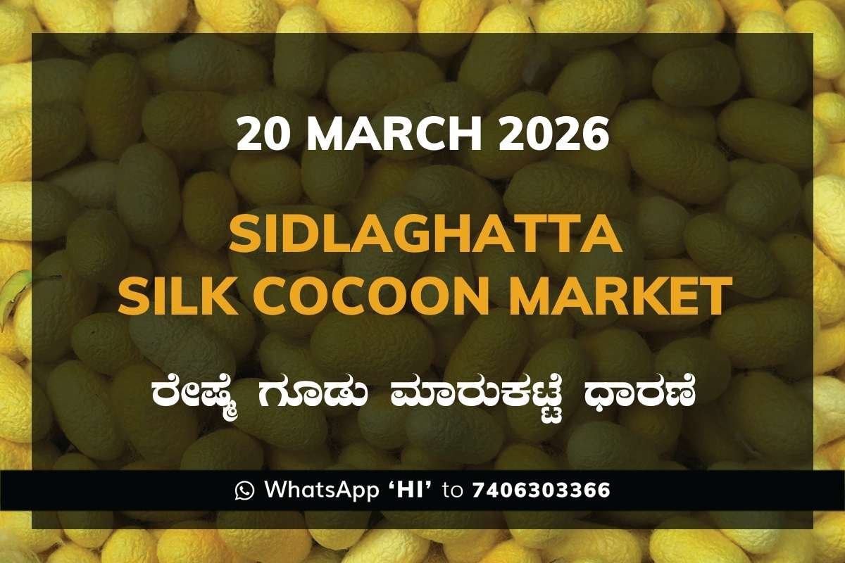 17 Sidlaghatta Silk Cocoon Market Price Rate ಶಿಡ್ಲಘಟ್ಟ ರೇಷ್ಮೆ ಗೂಡು ಮಾರುಕಟ್ಟೆ ಧಾರಣೆ