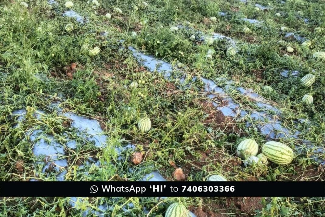 Sidlaghatta untimely Rain Crop Loss