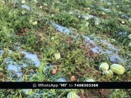 Sidlaghatta untimely Rain Crop Loss