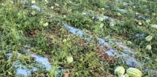 Sidlaghatta untimely Rain Crop Loss