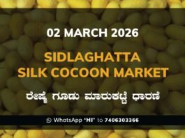 Sidlaghatta Silk Cocoon Market Price Rate ಶಿಡ್ಲಘಟ್ಟ ರೇಷ್ಮೆ ಗೂಡು ಮಾರುಕಟ್ಟೆ ಧಾರಣೆ