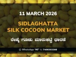 Sidlaghatta Silk Cocoon Market Price Rate ಶಿಡ್ಲಘಟ್ಟ ರೇಷ್ಮೆ ಗೂಡು ಮಾರುಕಟ್ಟೆ ಧಾರಣೆ
