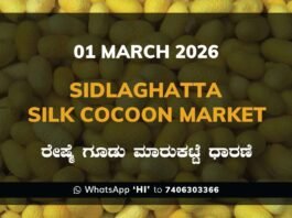 Sidlaghatta Silk Cocoon Market Price Rate ಶಿಡ್ಲಘಟ್ಟ ರೇಷ್ಮೆ ಗೂಡು ಮಾರುಕಟ್ಟೆ ಧಾರಣೆ