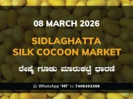 Sidlaghatta Silk Cocoon Market Price Rate ಶಿಡ್ಲಘಟ್ಟ ರೇಷ್ಮೆ ಗೂಡು ಮಾರುಕಟ್ಟೆ ಧಾರಣೆ