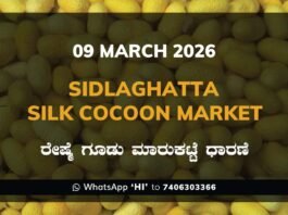 Sidlaghatta Silk Cocoon Market Price Rate ಶಿಡ್ಲಘಟ್ಟ ರೇಷ್ಮೆ ಗೂಡು ಮಾರುಕಟ್ಟೆ ಧಾರಣೆ