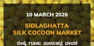 Sidlaghatta Silk Cocoon Market Price Rate ಶಿಡ್ಲಘಟ್ಟ ರೇಷ್ಮೆ ಗೂಡು ಮಾರುಕಟ್ಟೆ ಧಾರಣೆ