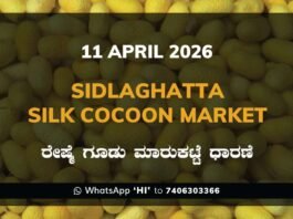 Sidlaghatta Silk Cocoon Market-11/04/2026