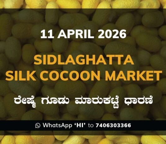 Sidlaghatta Silk Cocoon Market-11/04/2026