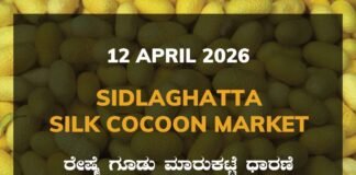 Sidlaghatta Silk Cocoon Market-12/04/2026