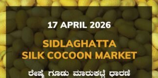 Sidlaghatta Silk Cocoon Market-16/04/2026