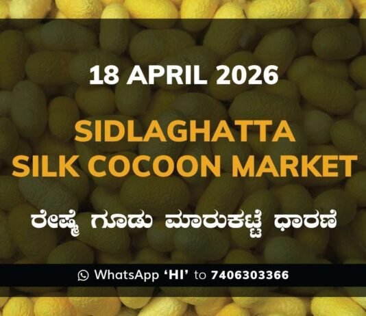 Sidlaghatta Silk Cocoon Market-18/04/2026
