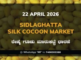 Sidlaghatta Silk Cocoon Market-22/04/2026