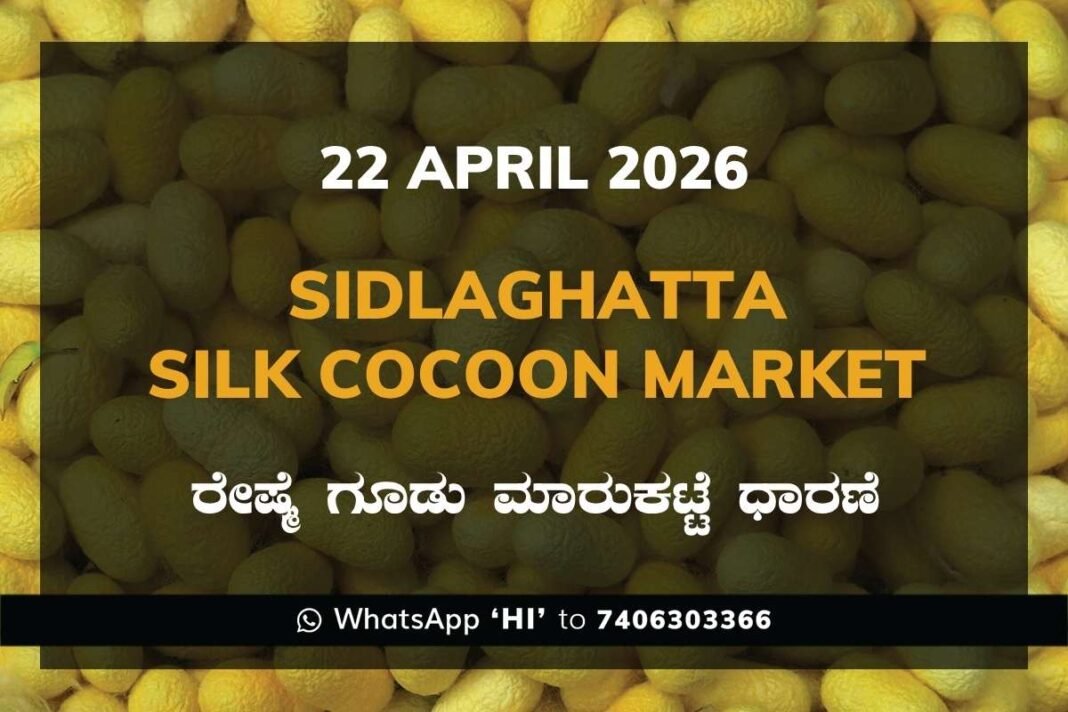 Sidlaghatta Silk Cocoon Market-23/04/2026