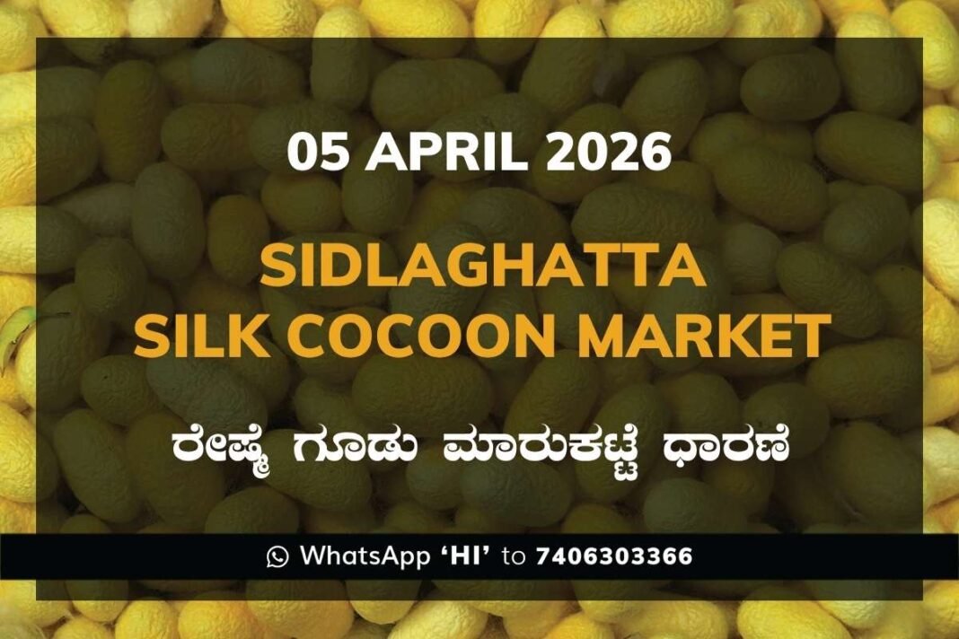 Sidlaghatta Silk Cocoon Market-05/04/2026
