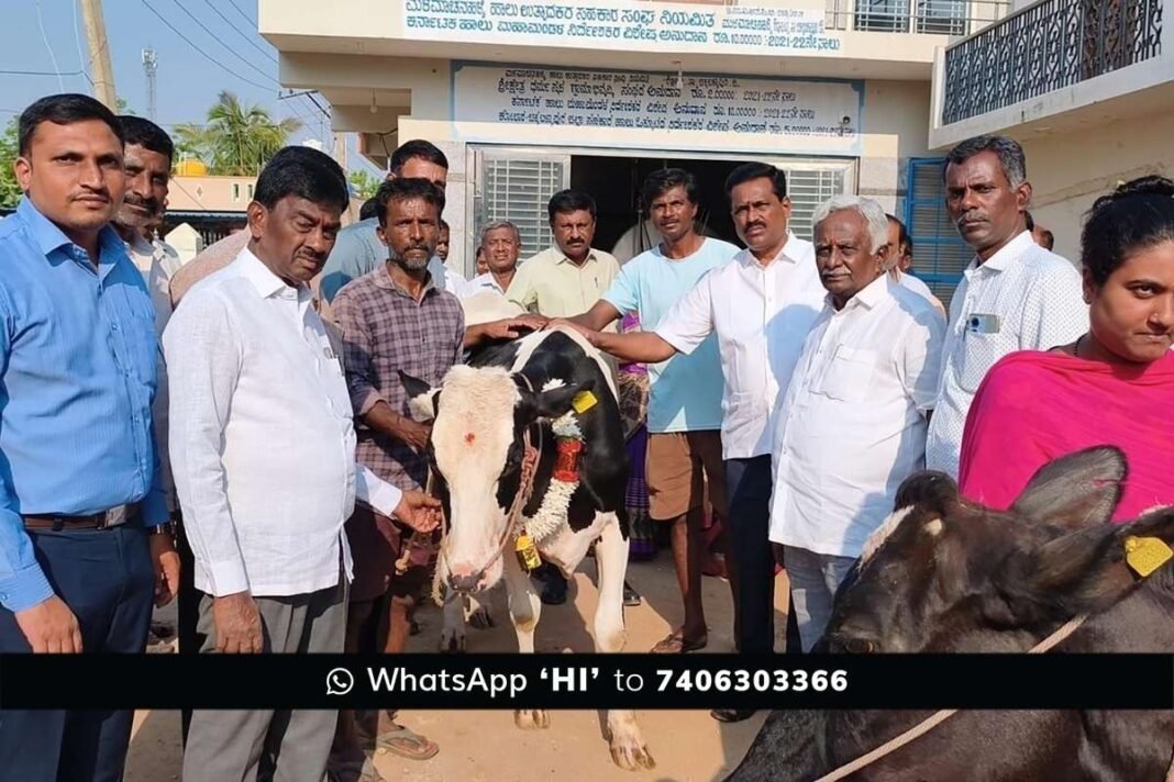 Sidlaghatta Malamachanahalli Foot and Mouth Disease Vaccination