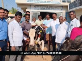 Sidlaghatta Malamachanahalli Foot and Mouth Disease Vaccination